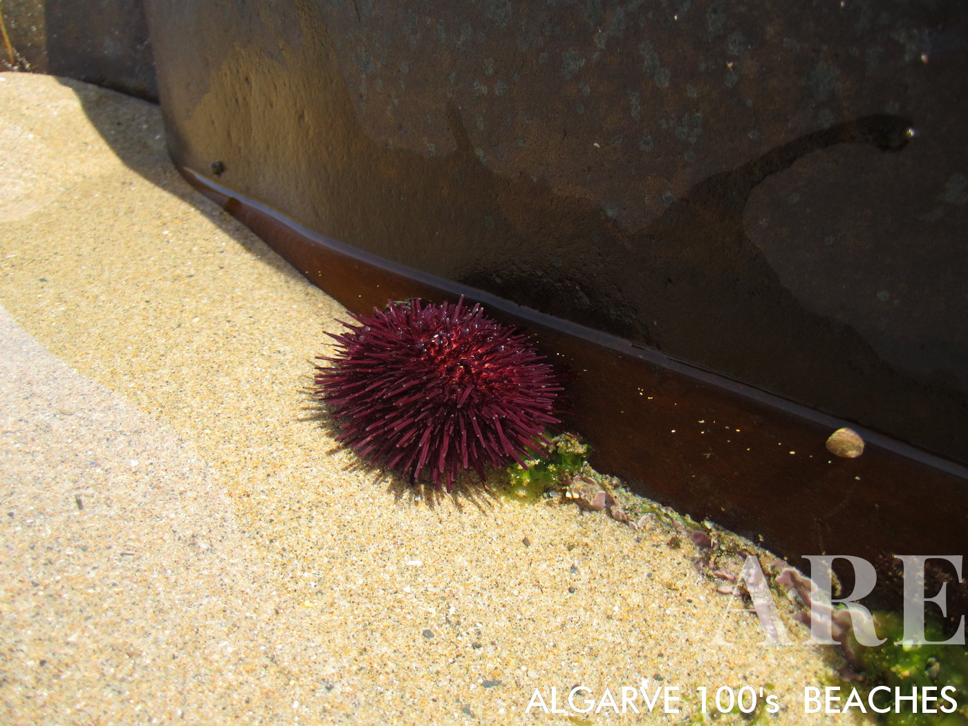 Erizo de mar colocado delicadamente dentro de un pequeño charco de agua de marea en Canal Beach